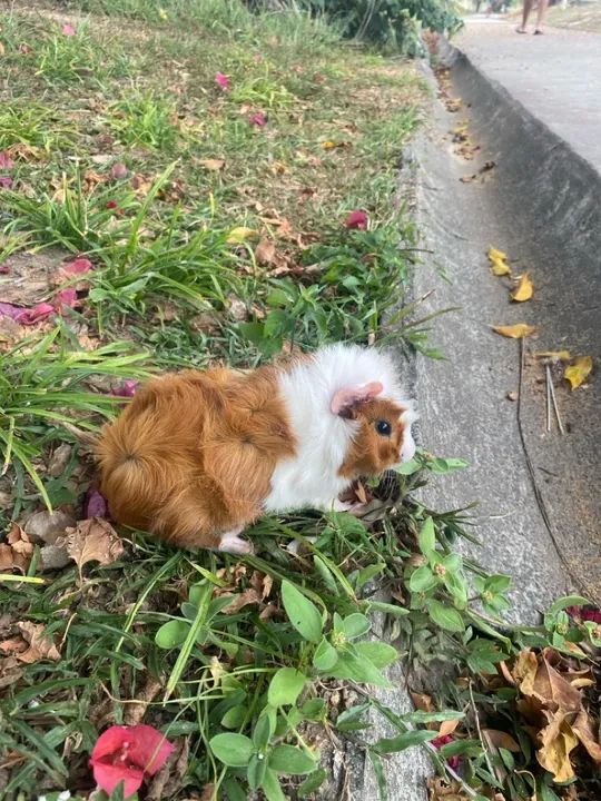 Porquinho angora  - Foto 3