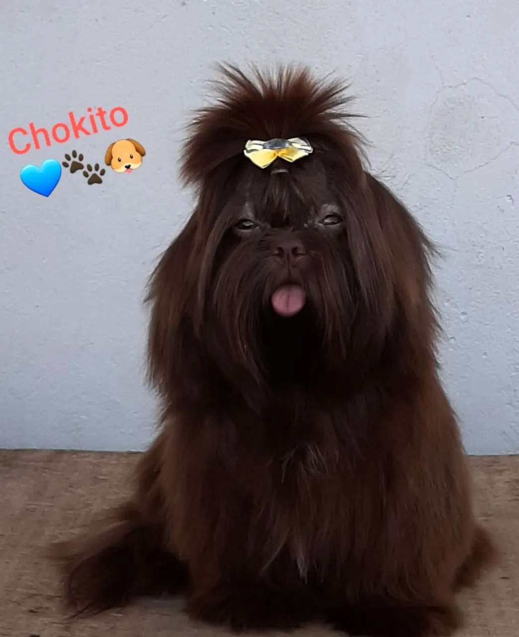 Shih Tzu