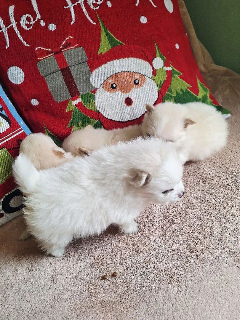 Isptz machinho  - Foto 6