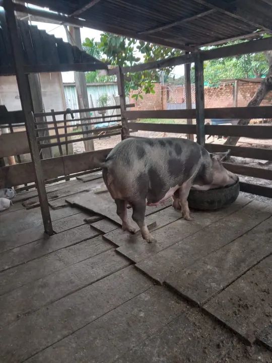 Filhotes de porco para venda - Foto 3