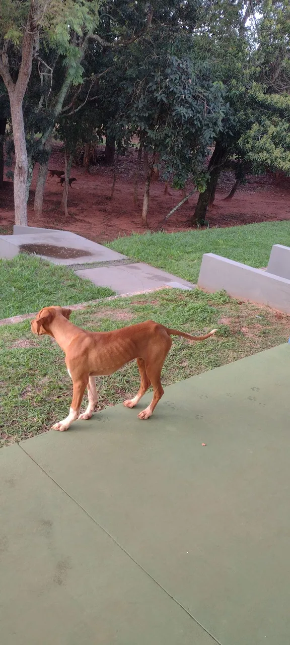 Raça perdigueiro pura