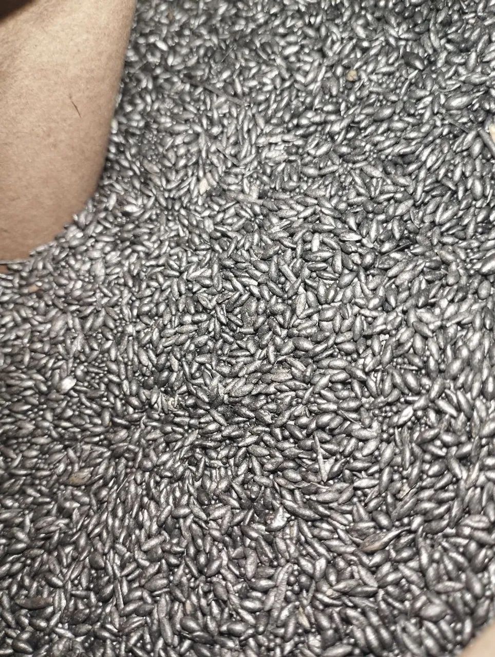 Sementes de capim para pastagem - Foto 4