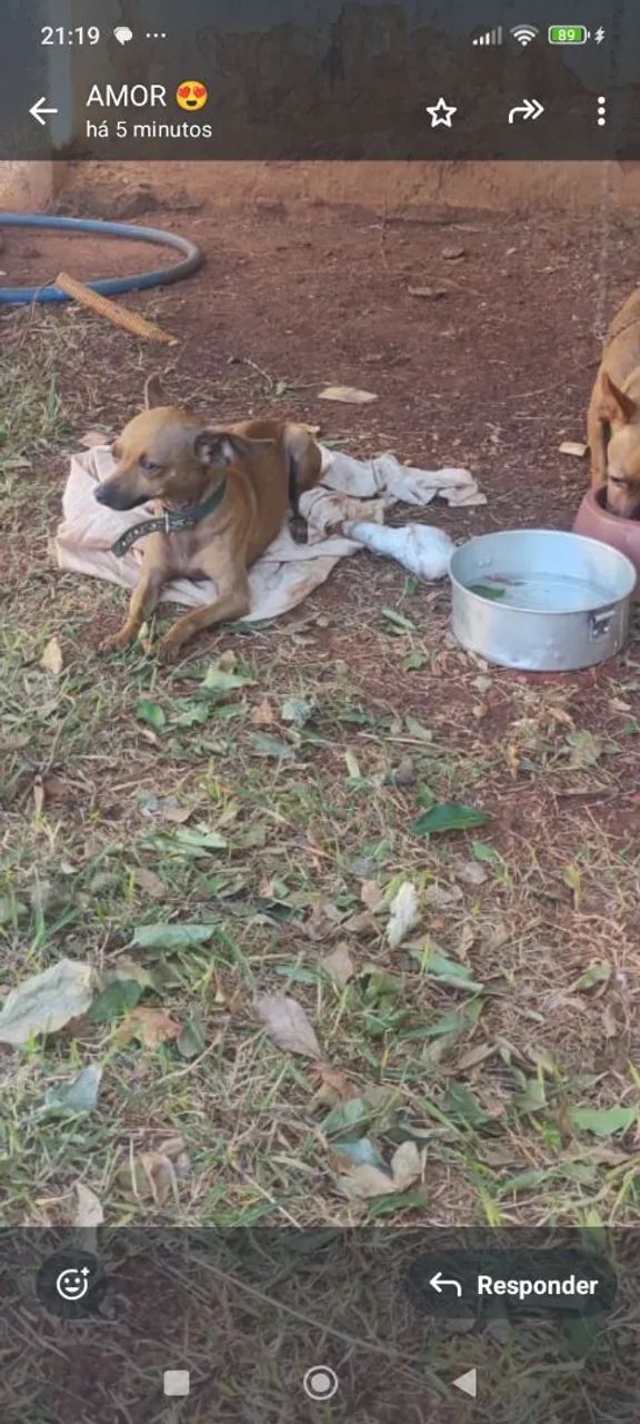  VENDO CACHORRO PINSCHER MACHO  - Foto 2