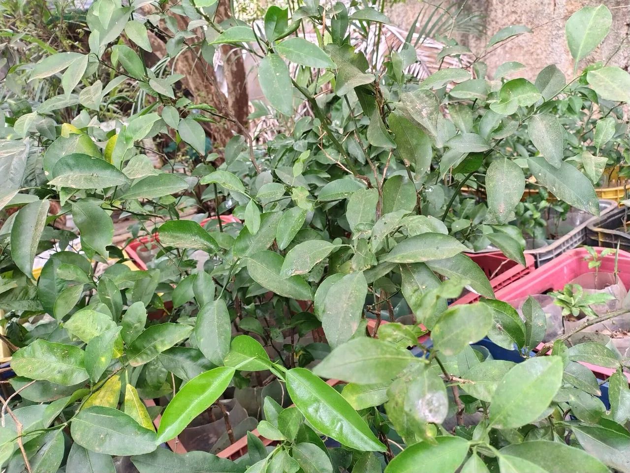 MUDAS DE MEXERICAS,COM 03 A 05 ANOS - Foto 2