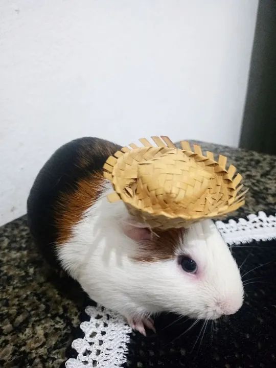 Porquinho da inda fofinho para adoção - Foto 2