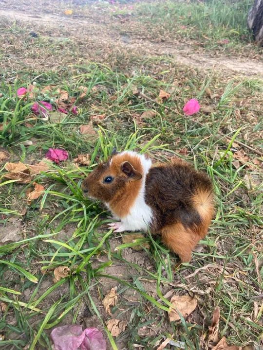 Porquinho angora  - Foto 6