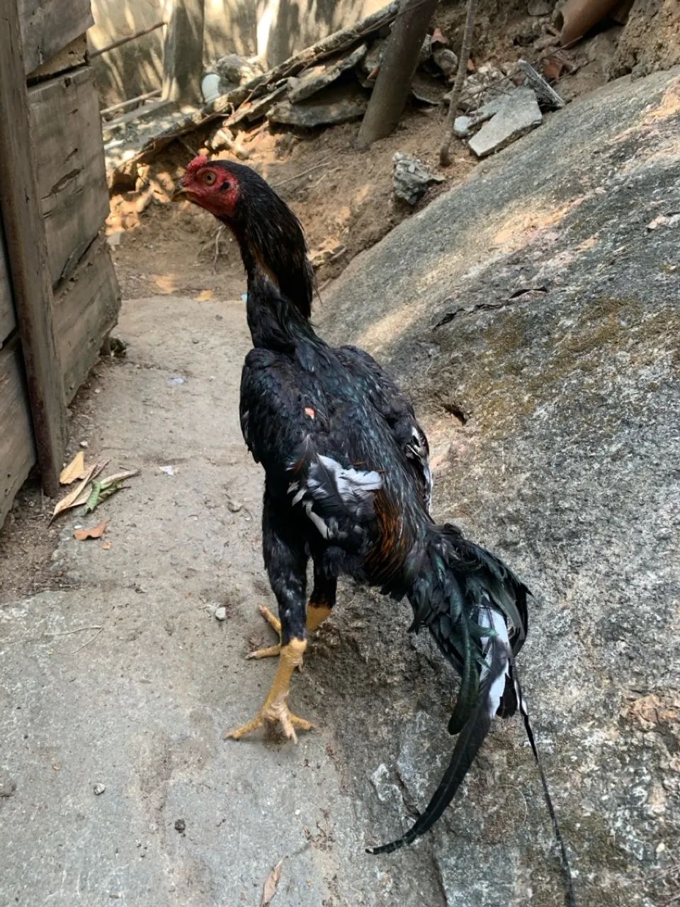 Frango Disponível Raça Índio Mura  - Foto 4