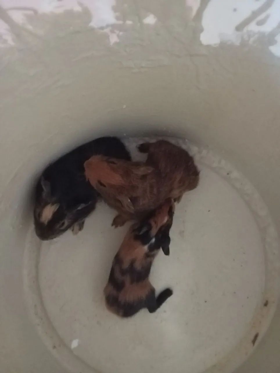 Vendo filhote de porquinho da índia  - Foto 4