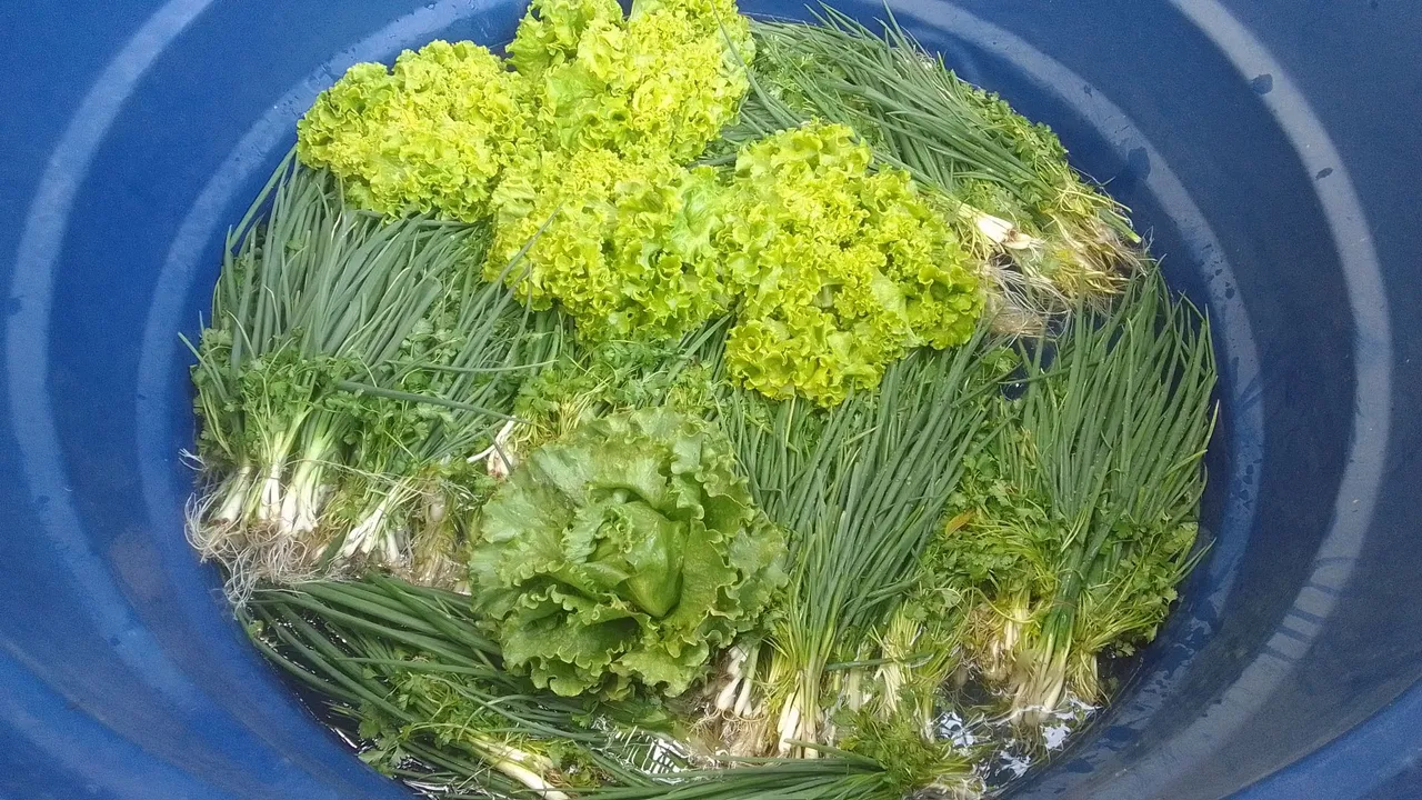 Lote de verduras frescas