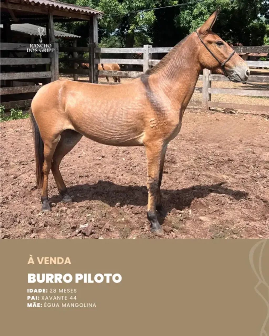 Burro Piloto 
