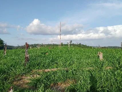 FAZENDA REGIAO DE CAJAZEIRAS ITUPIRANGA-PARÁ - Foto 3