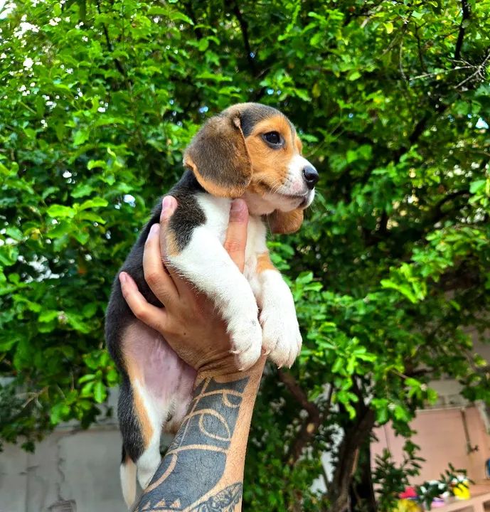 Filhotes de Beagle 13 POLEGADAS, OS MENORES QUE EXISTEM - Foto 2