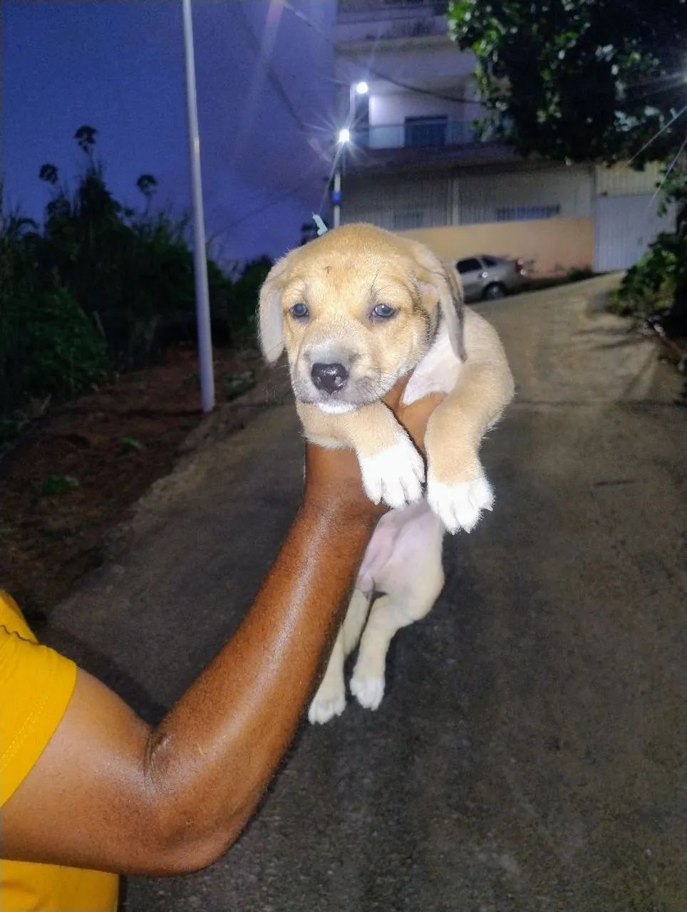 Filhote de cachorras fêmeas - Adote já! - Foto 4