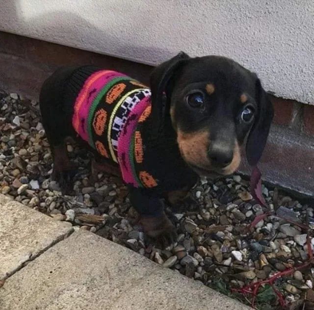 Cachorro Saudável Basset, Dachshund/Teckel/ Salsicha/Cofap