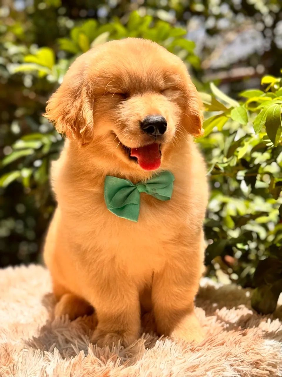 *golden retriever  - Foto 2