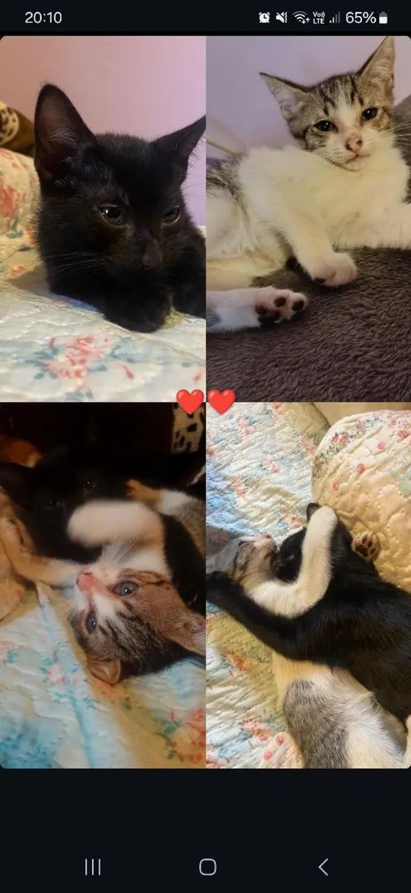 Gatinhos filhotes  - Foto 2