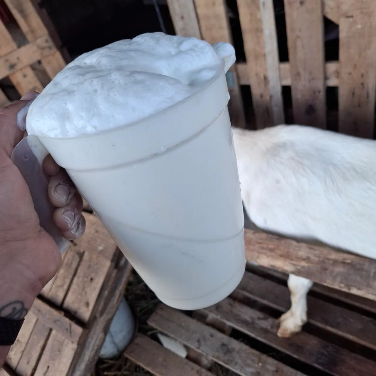 Cabra adulta leiteira - Foto 2