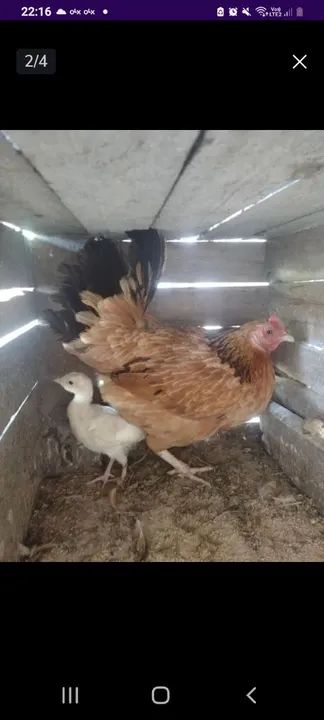 Galinha Brahma Gigante, galinha Isa Brow,galinha poedeira  - Foto 3