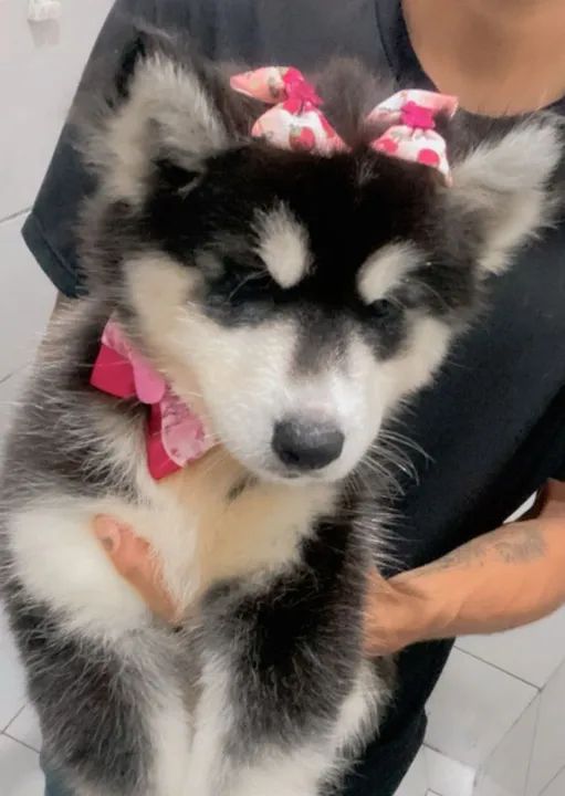 Husky siberiano fêmea  - Foto 3