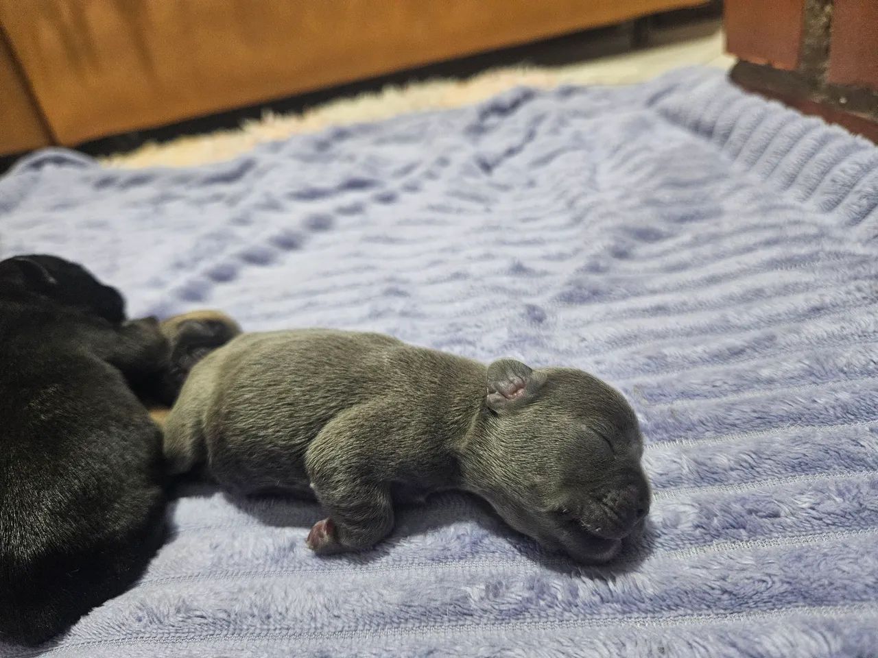 Filhotes de Bulldog Francês - Foto 5