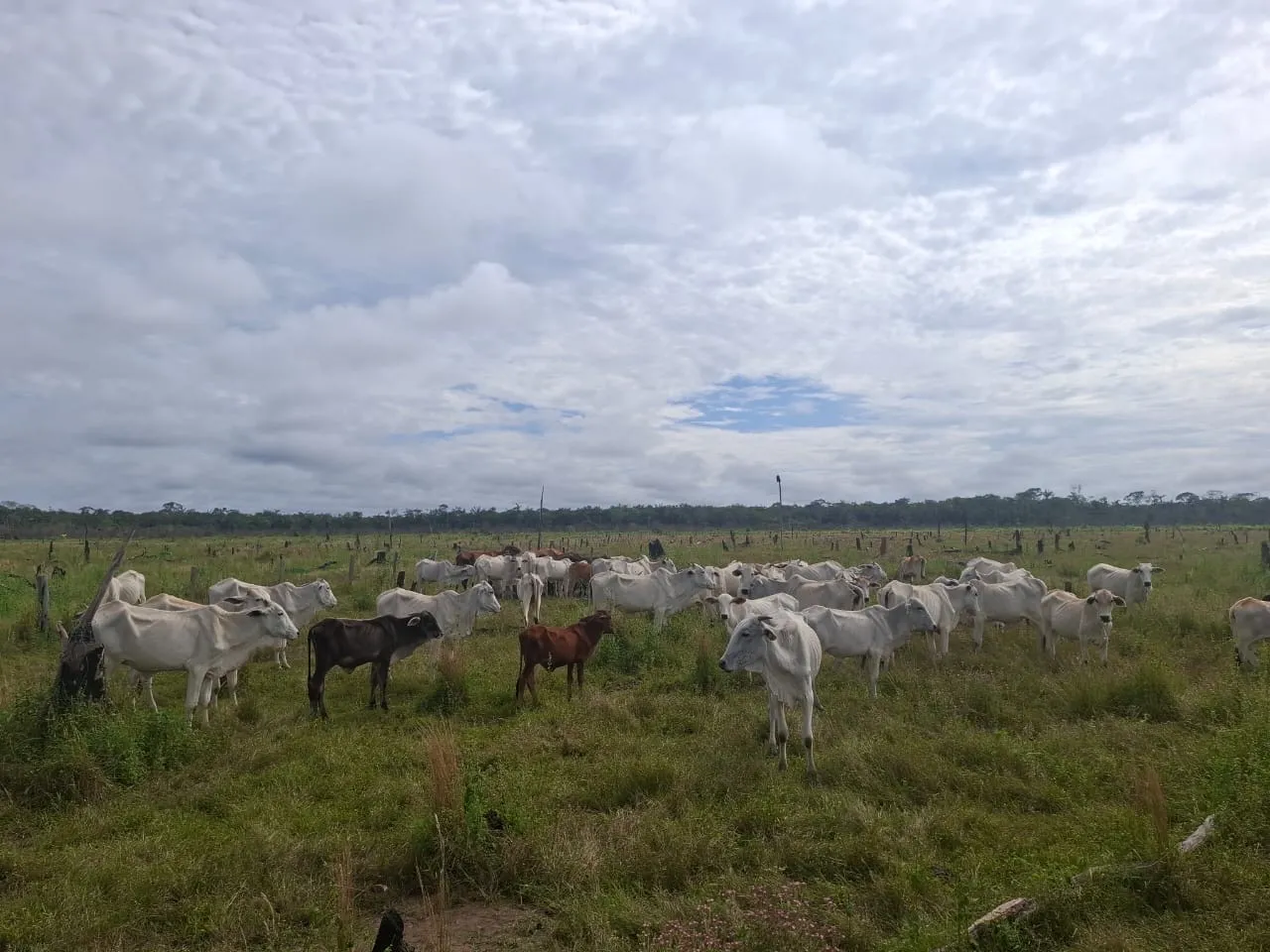 Vendo um lote de 40 novilhas e 2 macho - 58 km de Porto Velho