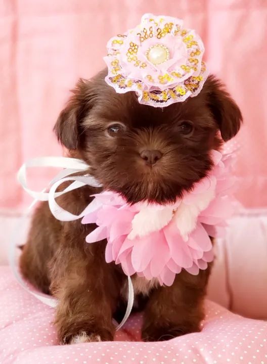 Shihtzu para venda  - Foto 2