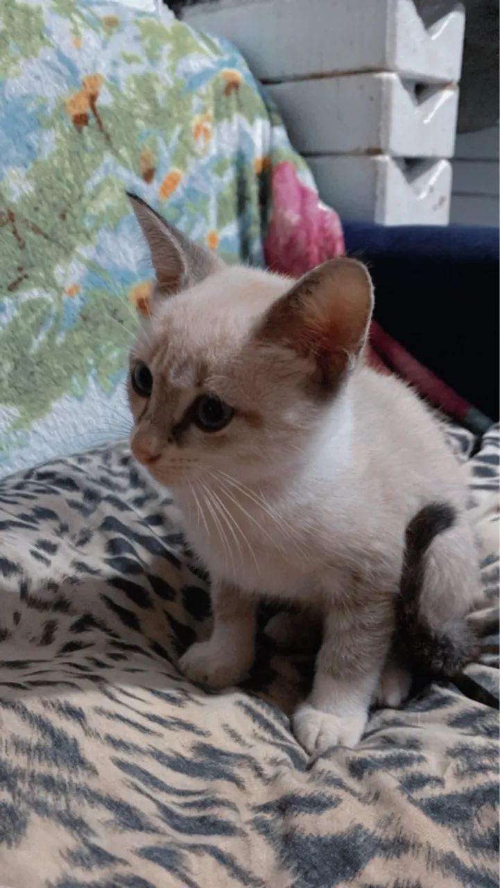 Gatinho disponível para adoção - Foto 6