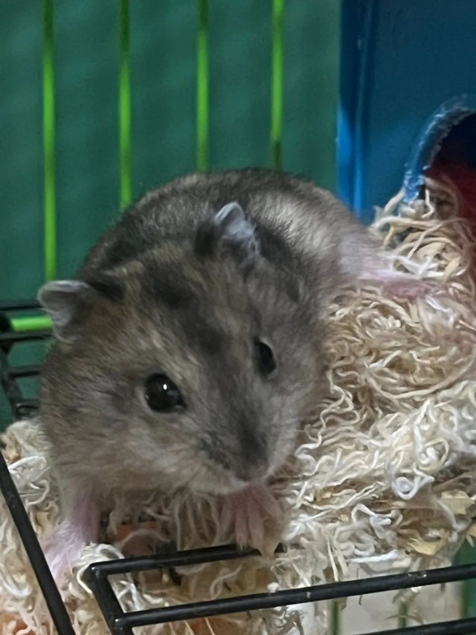 Hamster Anão Russo - Aprox. 50 dias - Muito dócil e saudável! - Foto 2