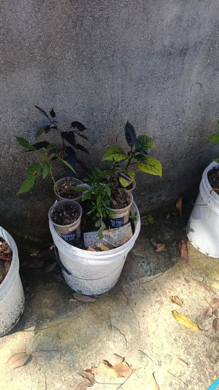 VENDO COLEÇÃO DE PIMENTAS + VASOS E SEMENTEIRAS - Foto 3