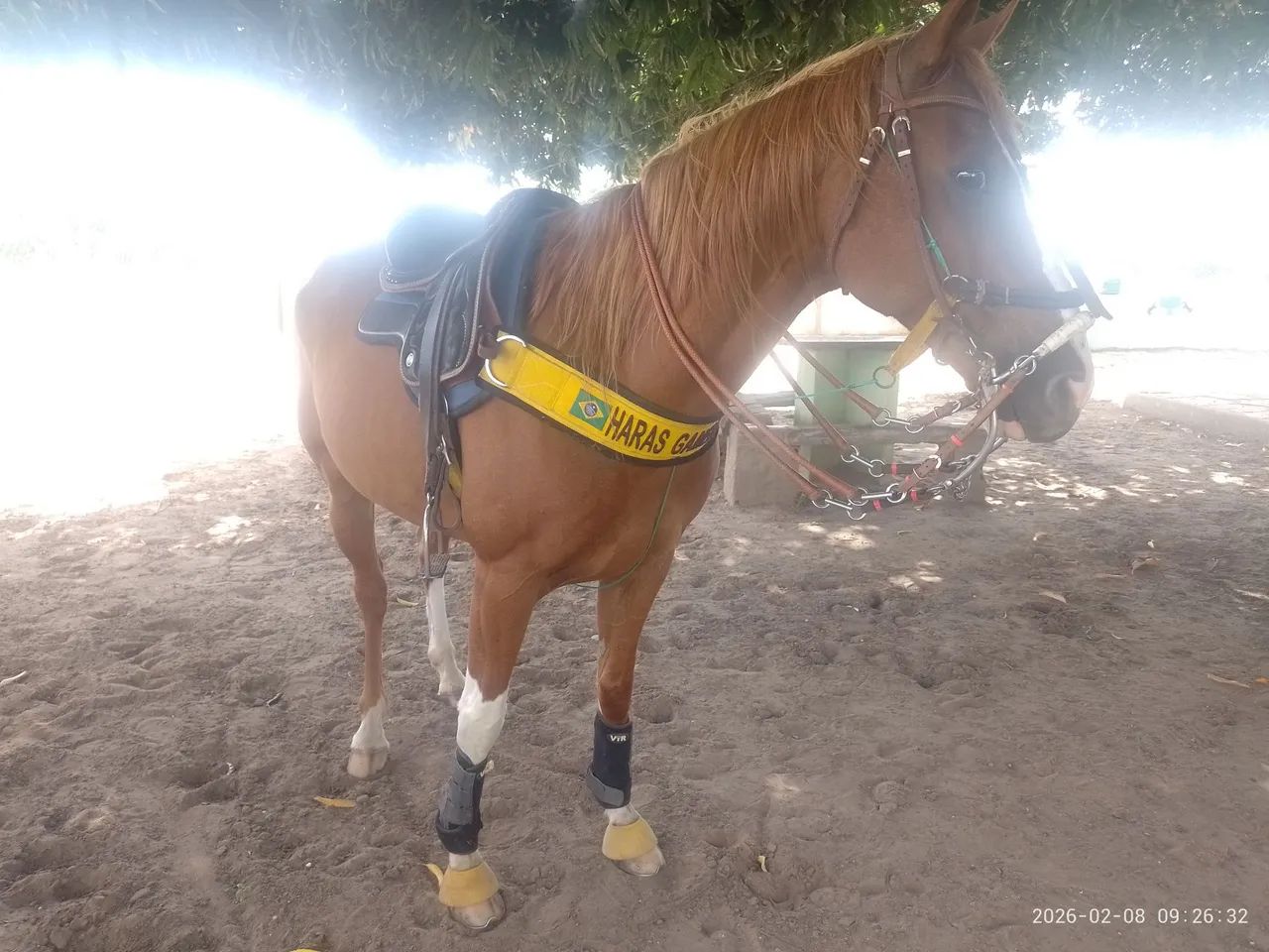 Cavalo Quarto de Milha  - Vaquejada