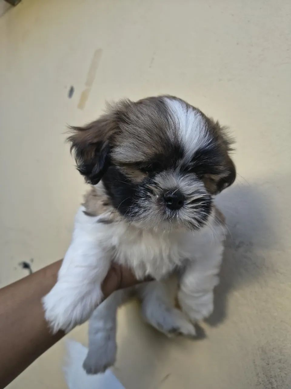 Shitzu - Foto 3