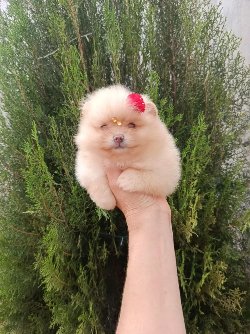 Spitz