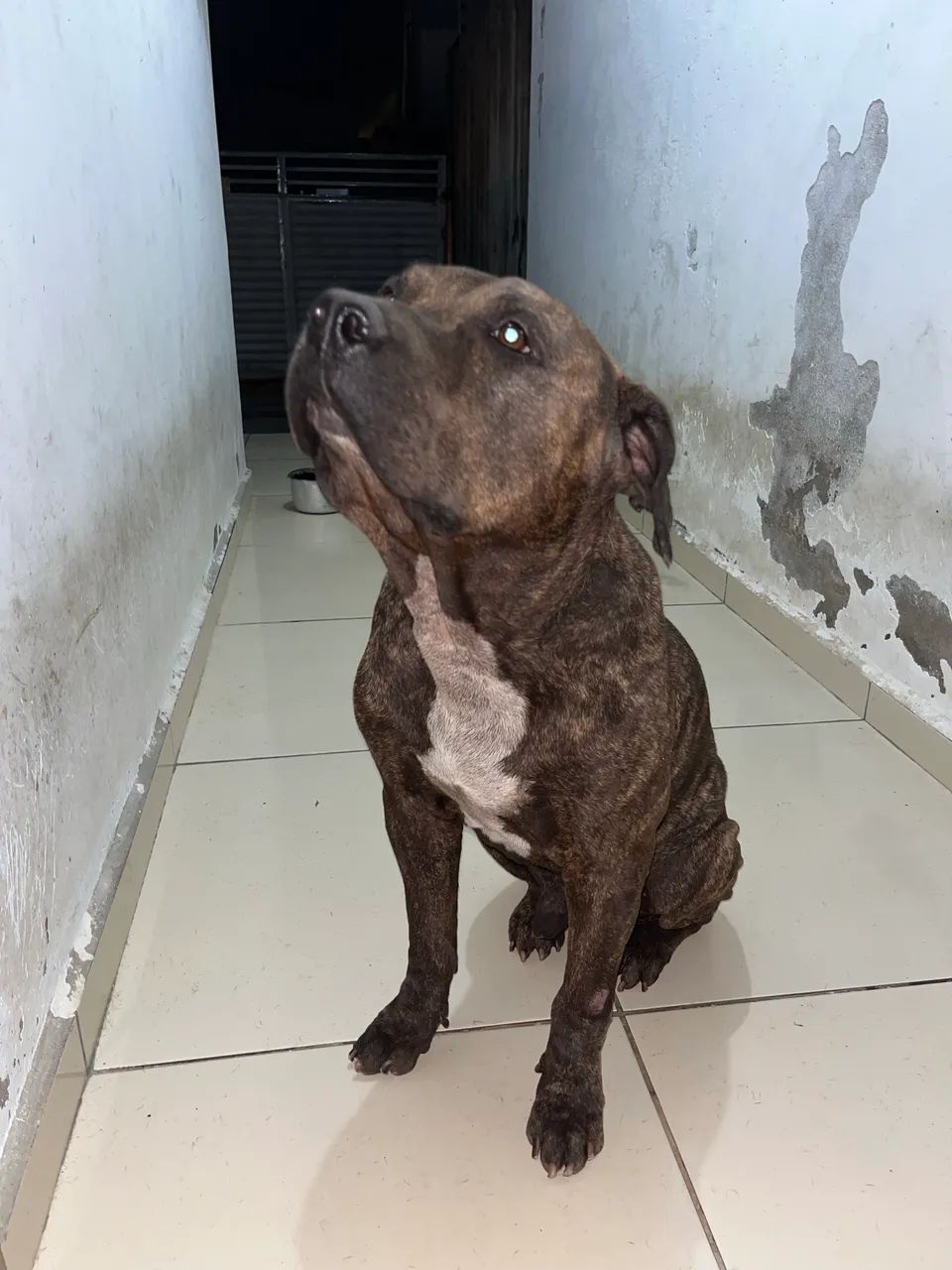 Pitbull para adoção responsável  - Foto 2