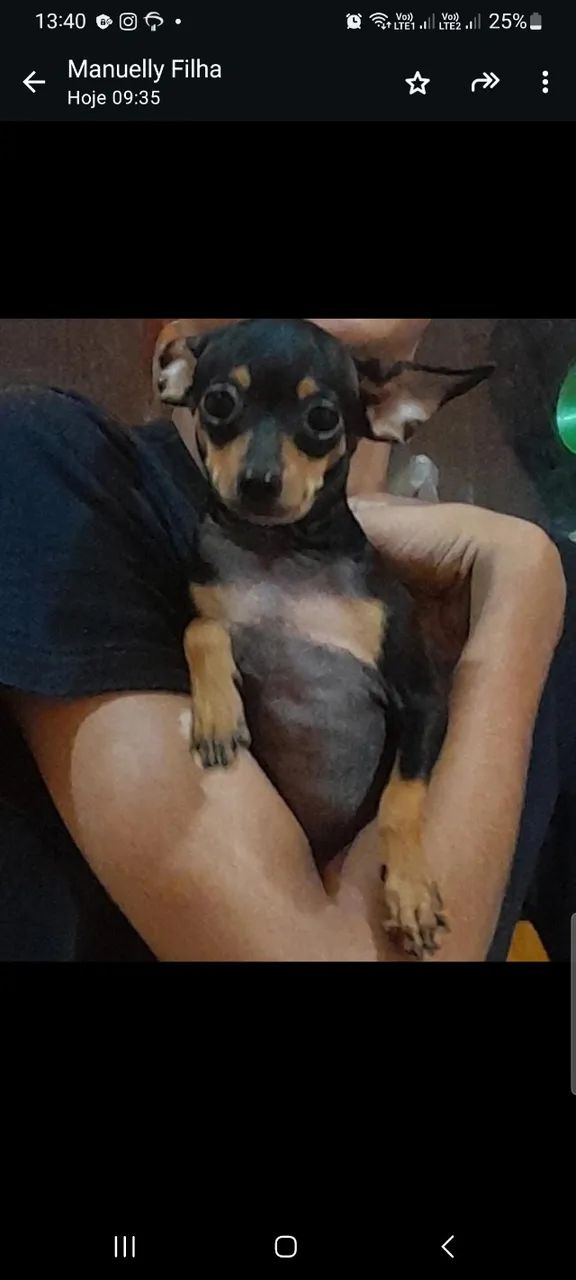 Pinscher  - Foto 2