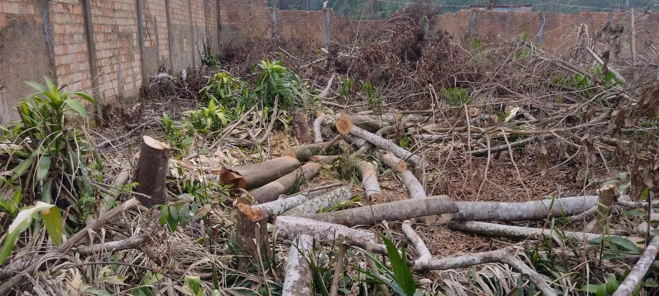  Corte, poda e retirada  de Árvores e vegetais em geral . - Foto 2