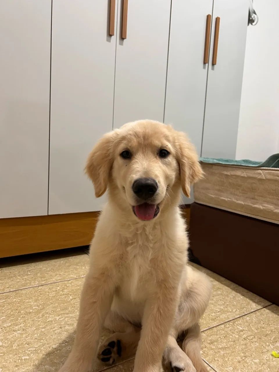 Golden - 4 meses