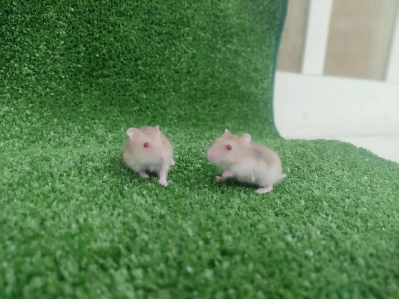 Hamister anão russo - Foto 4