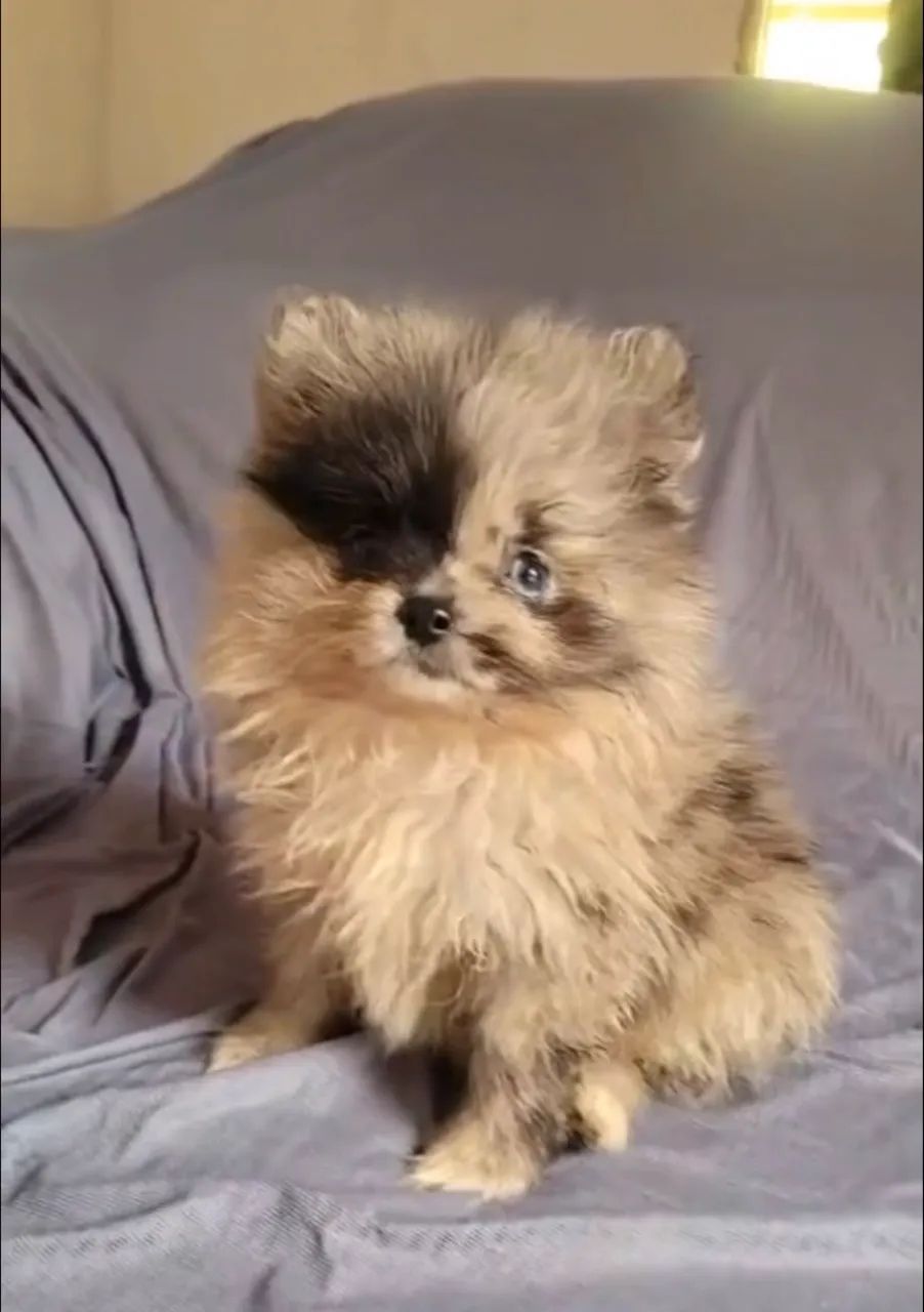 LULU DA POMERANEA 