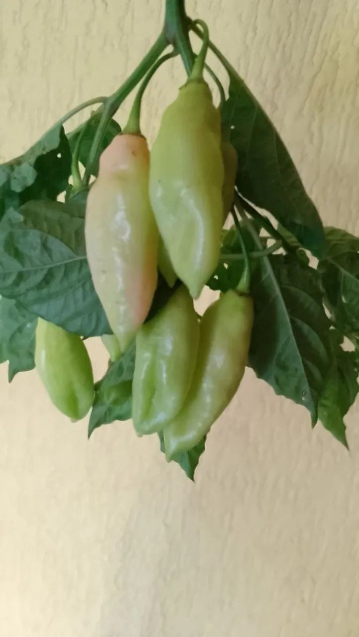 Pimenta de Cheiro - Foto 2