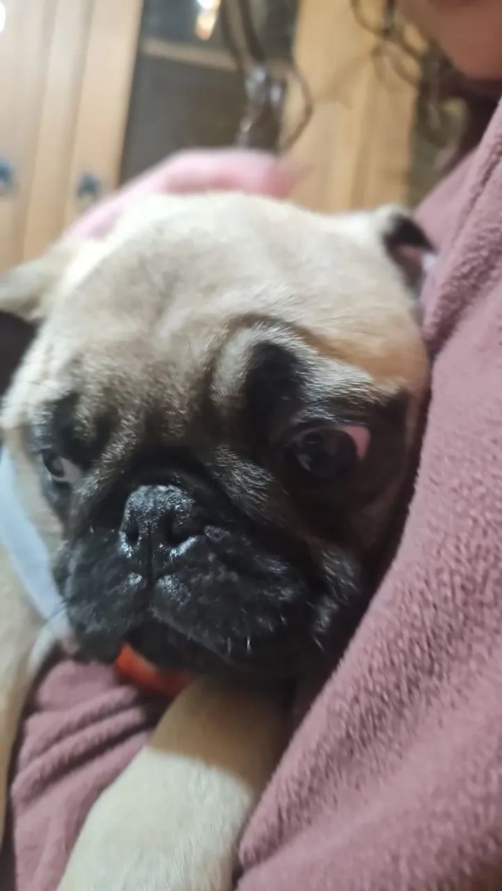 Pug com todas as vacinas. - Foto 3