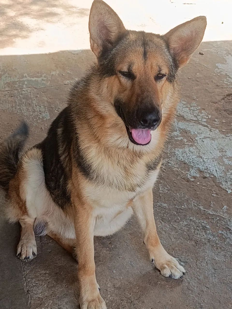 Pastor Alemão macho,  oferta pra hoje  - Foto 3