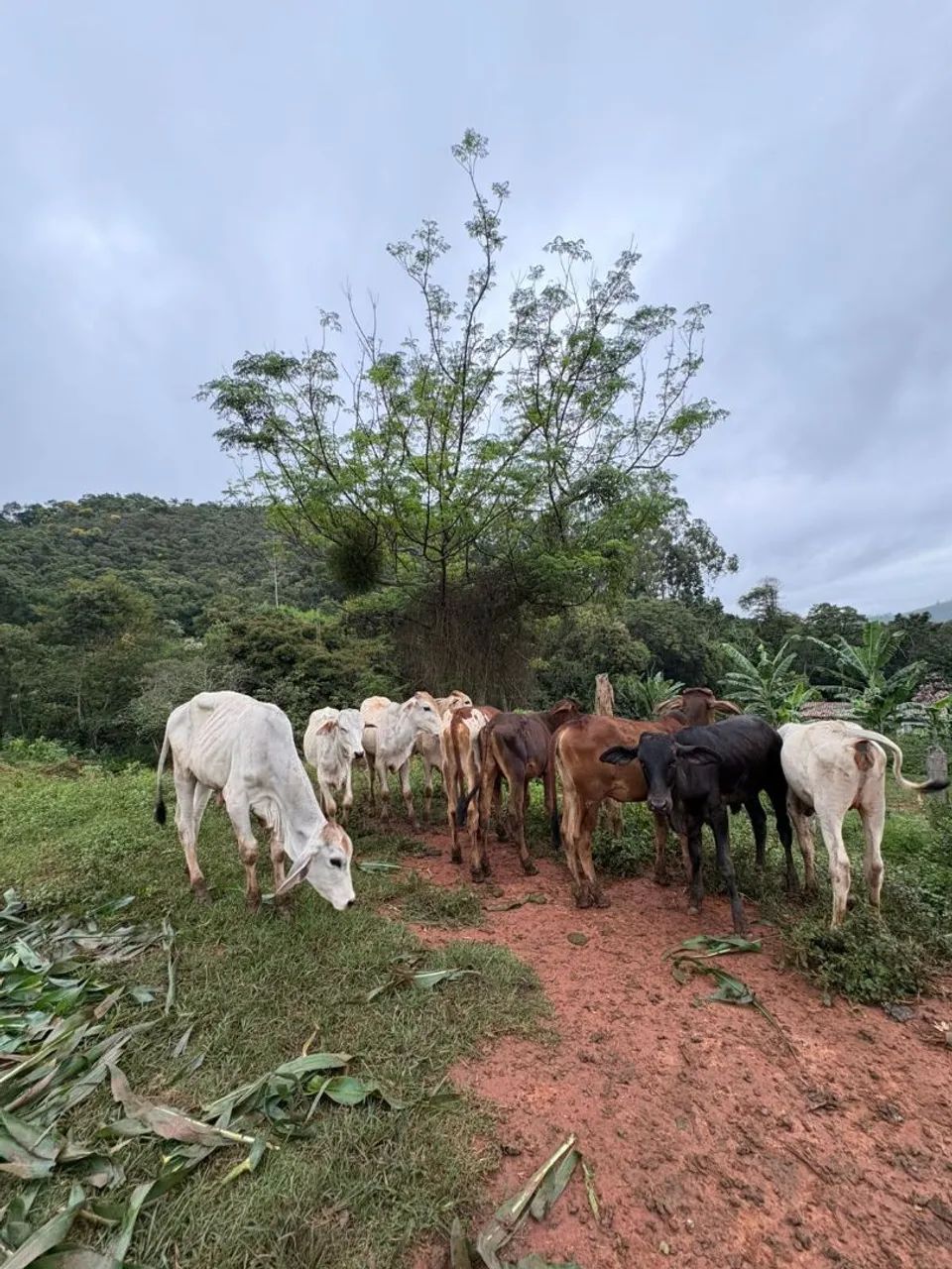 Bezerros á venda  - Foto 4