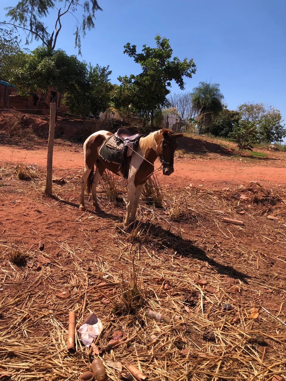 Vendo égua quarto de milha  - Foto 3