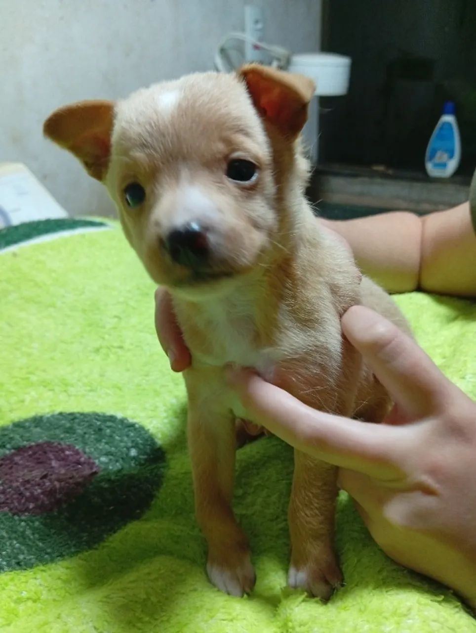 Cachorro macho Pincher. - Foto 3