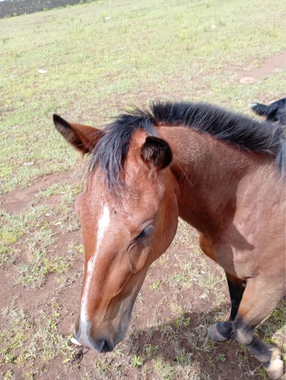 Cavalo crioulo manso e de confiança pra criançada 