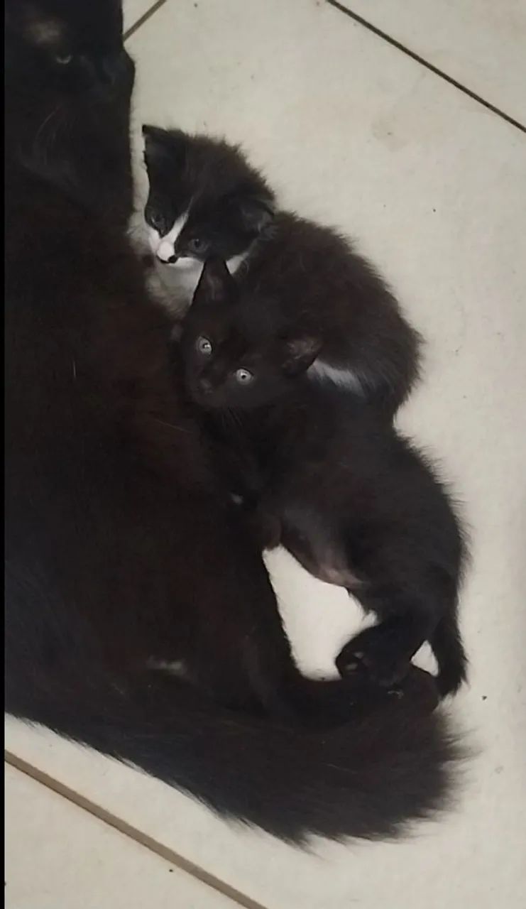 Doação de gatos 