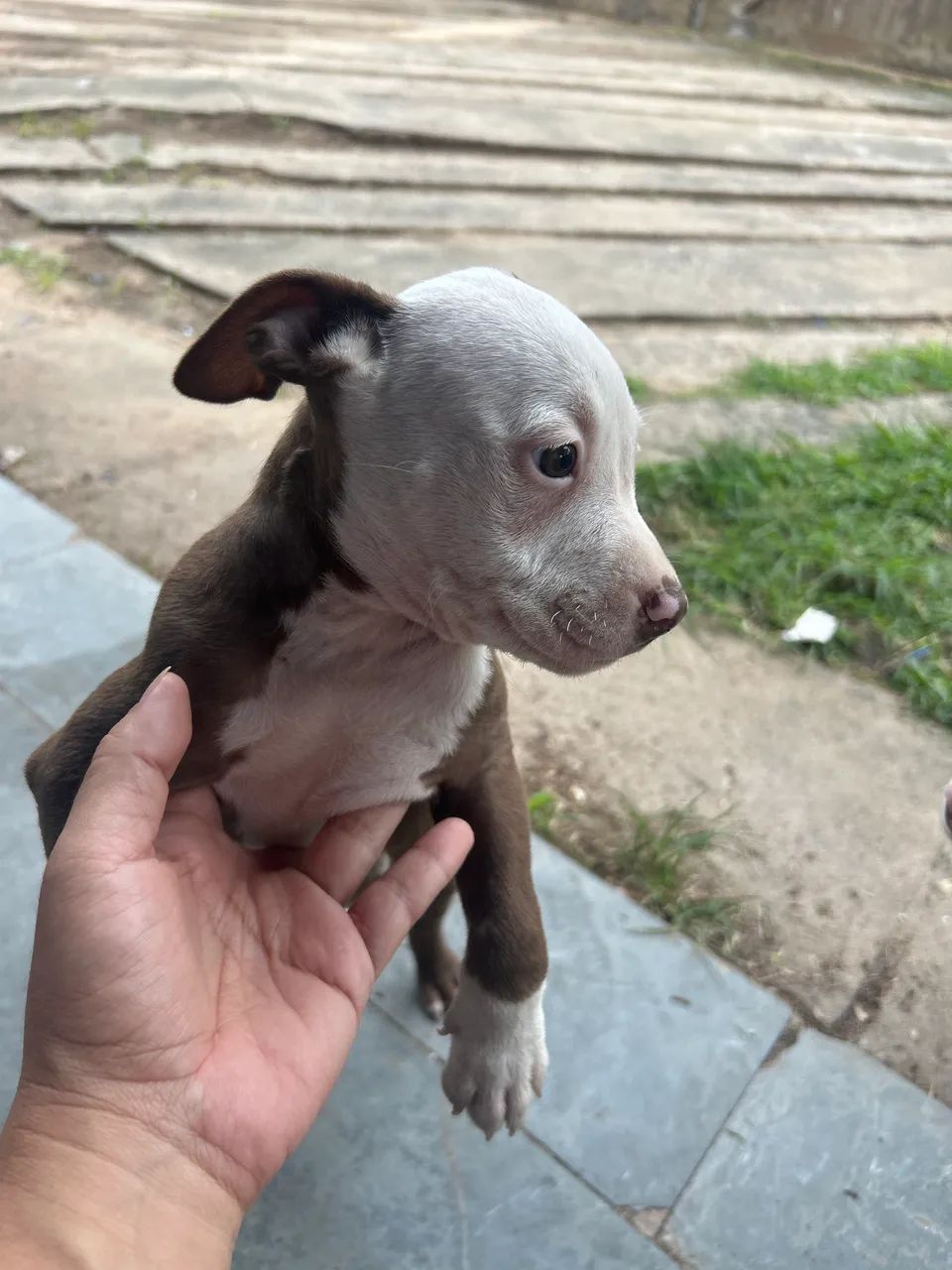 Pitbull 