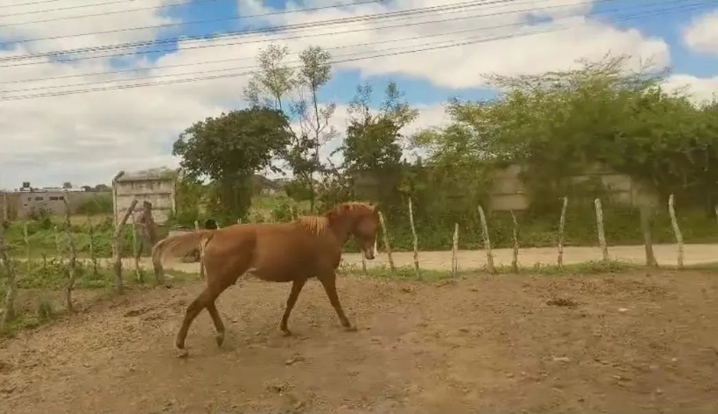 Vendo potro
