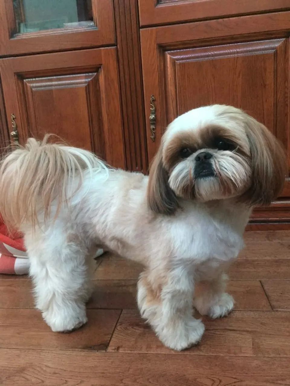 Lhasa Apso  - Foto 2
