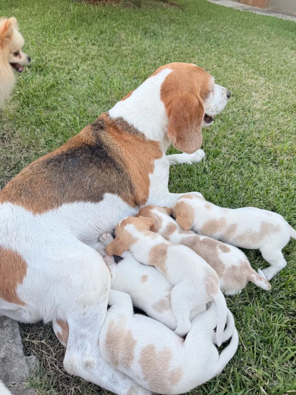 Beagle - Foto 5
